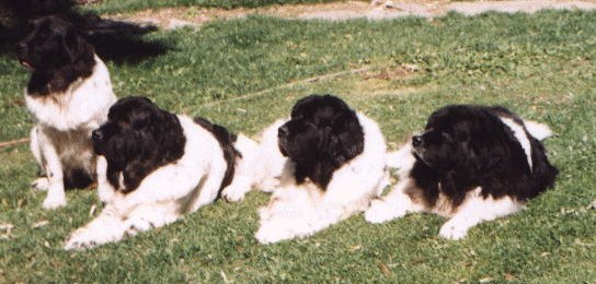 fourgen.jpg (44820 bytes)