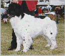 anniesmall.gif (14134 bytes)