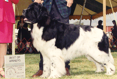 Bo, Best of Winners