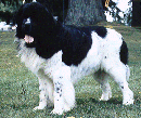 bosmall.gif (14832 bytes)