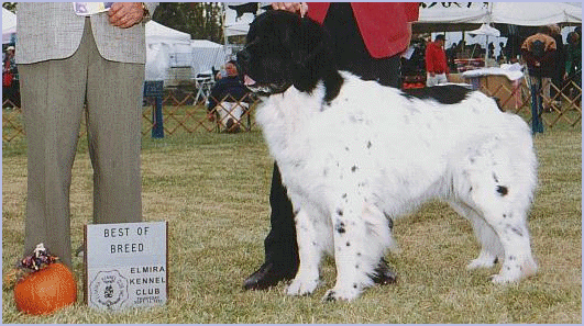 Annie winning Best of Breed