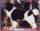 shanaysmall.gif (9864 bytes)