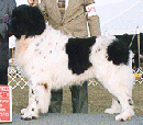 joeysmall.gif (13686 bytes)