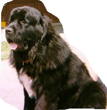 packardbody.gif (78410 bytes)