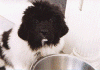 rosiepuppy.gif