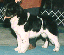 rowdysmall.gif (12811 bytes)