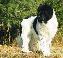 wolfiesmall.gif (17220 bytes)